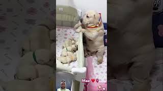 Lab dog mother dog doglover cute labrador love [upl. by Janetta887]