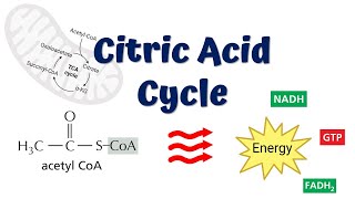 Citric Acid Cycle Animation  Krebs Cycle  TCA Cycle  8 Steps in details [upl. by Anera673]