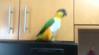 Dolly black head caique crazy jump [upl. by Idnod]