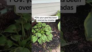 POV your backyard is overrun by cicadas [upl. by Ursel]