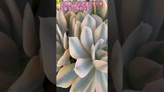 Echeveria agavoides Macabeanasucculent 마케베니아금 한몸군생 [upl. by Aylsworth]