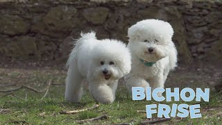 Bichon Frise Dog Breed 101 [upl. by Luna]