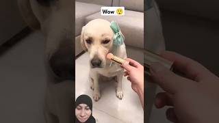 Beautiful dogs🥰🤩funnycutedogsgreenscreenreaction [upl. by Ecinna]