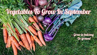 Vegetables To Grow In September vegetables vlogs urbangardening plants growyourown [upl. by Egerton]