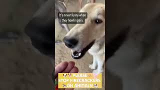 STOP FIRECRACKERS ON ANIMALS diwali dipawali animals viral fireworks kantara firecrackers [upl. by Nodnarg]