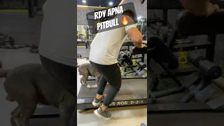 Pitbull 🔥🤬treadmill practice 👌🏼✅ pitbulldog doglover breed dog video shorts yt [upl. by Iatnahs522]