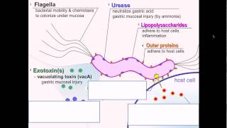 Helicobacter pylori pathgnesis [upl. by Landri]