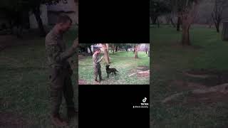 Ranger obedience training with his dog foryou ranger dog workingdog malinois shorts short [upl. by Ennaylime]