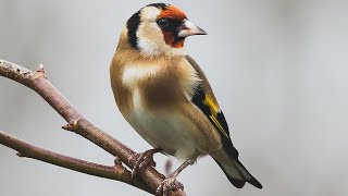 Reclamo de JILGUERO Carduelis carduelis 40 [upl. by Yecaj]