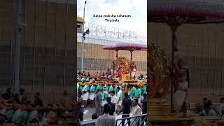 Today kalpa Vruksha Vahanam in tirumala 🥰 Brahmotasvams in tirumala day 4 [upl. by Bidle325]