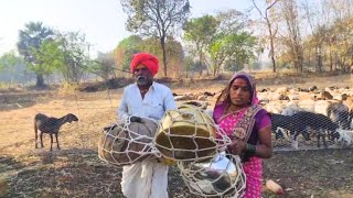 सकाळीसकाळी नवीन शेतात वाडा बदलून दिवसभराच्या कामासाठी सज्य 😊👍  dhangari jivan  sidu hake [upl. by Anissa188]