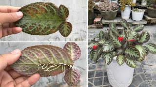 How to propagate Episcia cupreata Hanst by leaf wave [upl. by Amiel]