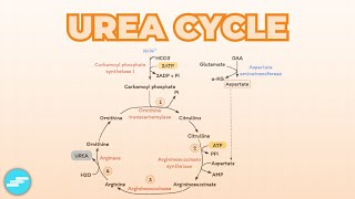 Urea Cycle  Metabolism [upl. by Mirabelle949]