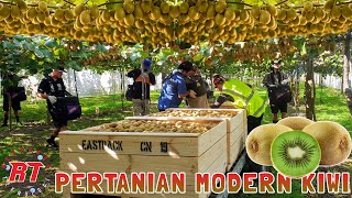 PERTANIAN MODERN BUAH KIWI YANG MENAKJUBKAN DI SELANDIA BARU [upl. by Sewole]