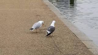 Odd gull couple calling [upl. by Viviene]