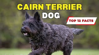 Cairn Terrier Dog Breed  Top 12 Fun Facts [upl. by Vorfeld264]