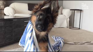 FUNNIEST Viral Dogs EVER [upl. by Murphy]