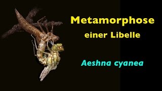 Metamorphose einer Libelle Aeshna cyanea [upl. by Maddy]