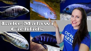 NEW LAKE MALAWI CICHLIDS  Mbunas Haps amp Predators [upl. by Maloney]