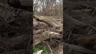 Rock hounding piles of flood diversion [upl. by Steady]