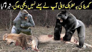 You Have never Seen This Gorilla Vs Lion Fight Before  Planet Earth [upl. by Marylynne]