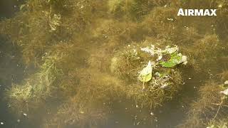 Airmax® Algae Defense® – Pond Algae Removal [upl. by Geneva]