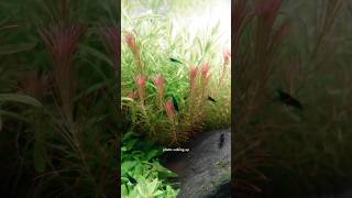 Plants waking up my Rotala exhibiting nyctinasty leaves moving between day amp night [upl. by Trinia]