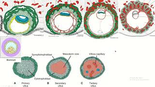 Placental chorionic villus and its parts placenta embryology fetaldevelopment [upl. by Rozele]