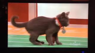 Kitten bowl 2019 so cute [upl. by Atauqal]