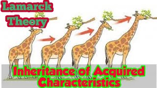 Inheritance Of Acquired Characteristics Lamarck Theory  Biology 12  Chapter 24 Lec4 [upl. by Trotta]