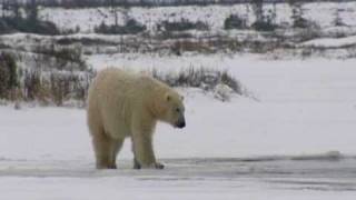 Polar bear falls through ice [upl. by Nylrehc]