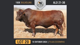 Lot 20  Vlakte Bonsmara Bulveiling  18 Okt 2024 [upl. by Radek178]