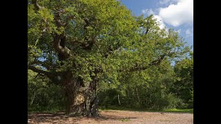 How much time for Sherwoods Major Oak [upl. by Jsandye]