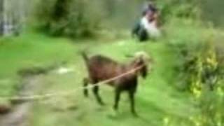 Goat yelling like a man remix Justin Bieber Edition [upl. by Jacintha]