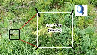 Quadrat Method of Sampling Basics [upl. by Summer]