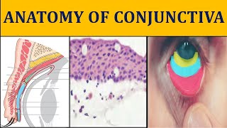 ANATOMY OF CONJUNCTIVA made easy  ophthalmology anatomy I [upl. by Sadirah]