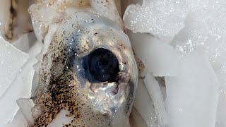 How to cleanprepare CalamariSquid loligo Vulgaris part 2 of 2🦑 [upl. by Enihpets]