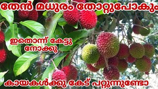 പുലോസാൻ പഴത്തെ പറ്റി അറിയേണ്ടതെല്ലാം 🤩garden gardeningadvice gardentips [upl. by Ajiak]