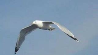 Seagull in flight followcam [upl. by Ybbed222]