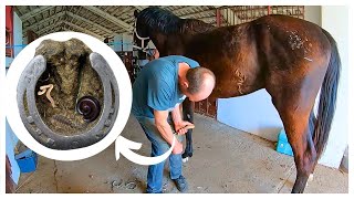 Farrier Very Rotten Hoof Restoration Satisfying [upl. by Saxela]