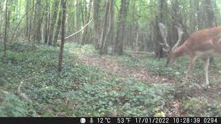 Three Large Deer Shropshire UK [upl. by Atnicaj659]