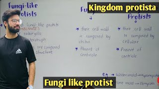 Fungi like protist  slime mold and water mold  Class 11 Biology [upl. by Zorina]