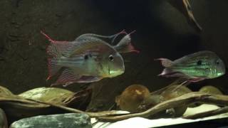 Geophagus winemilleri [upl. by Sumetra]