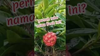 fakta buah kadsura buah buahsegar bibitbuah tanamanbuah fruit kadsura [upl. by Eednac]