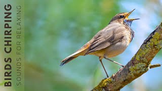 Birds Singing  Bird Sounds Relaxation Soothing Nature Sounds Birds Chirping [upl. by Elaynad]