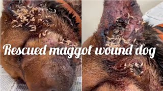 A maggot wound dog rescued maggots removed  AASRA came to help  ‎kranthidasvlogs [upl. by Leveridge]