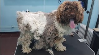 Grooming An Extremely Matted Dog He has an owner [upl. by Eilliw]