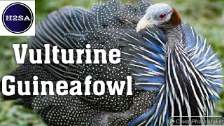 Vulturine Guineafowl [upl. by Esch]