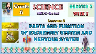 SCIENCE 6 QUARTER 2 WEEK 3 LESSON 2  PARTS AND FUNCTION OF EXCRETORY SYSTEM AND NERVOUS SYSTEM [upl. by Ida]