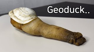 What Is So Unique About a Geoduck   Geoduck Dissection [upl. by Aleydis356]